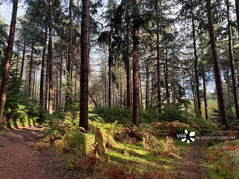 斑驳的晚霞洒在分岔的森林小径上图片素材