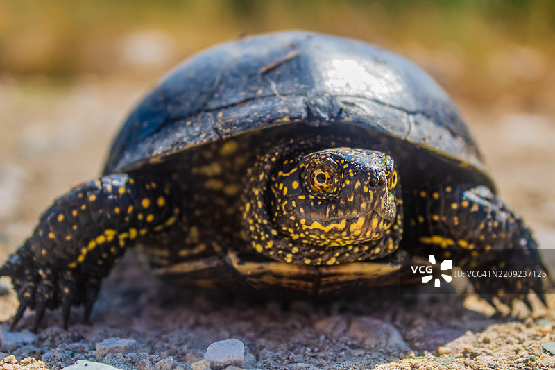 田野上的龟壳特写图片素材