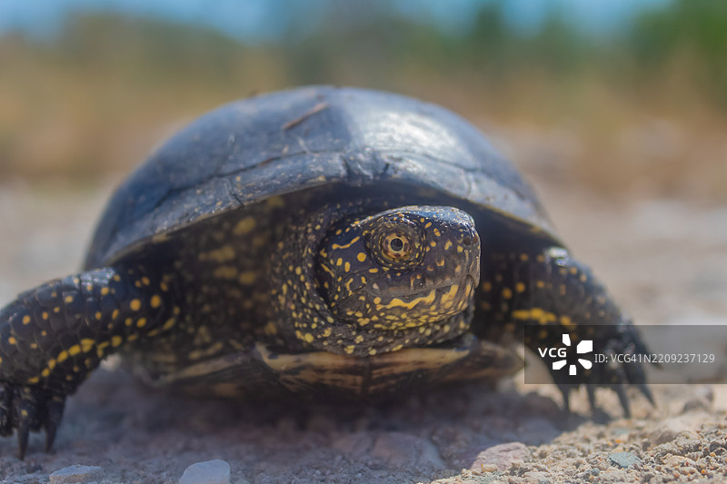 龟壳特写图片素材