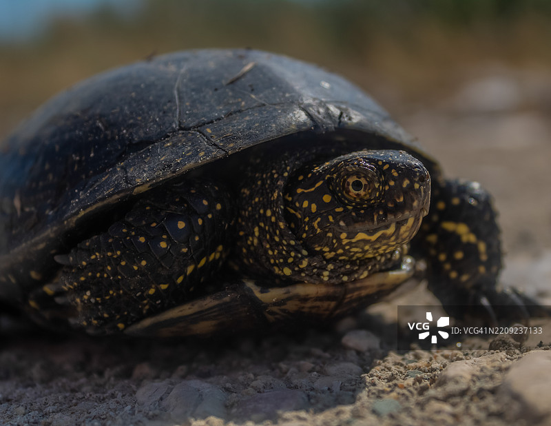龟的特写镜头图片素材