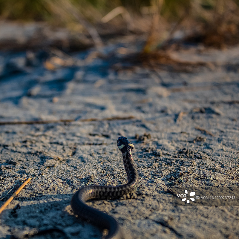 沙滩上的水草蛇特写图片素材