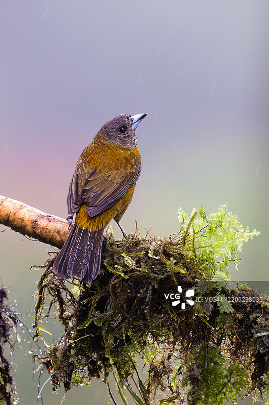猩红臀雀（Ramphocelus passerinii）是一种鸣禽，生活在雨林中。图片素材