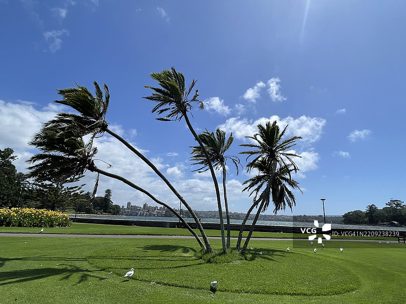 悉尼，新南威尔士州，澳大利亚，田野上的棕榈树与天空的美丽景色图片素材