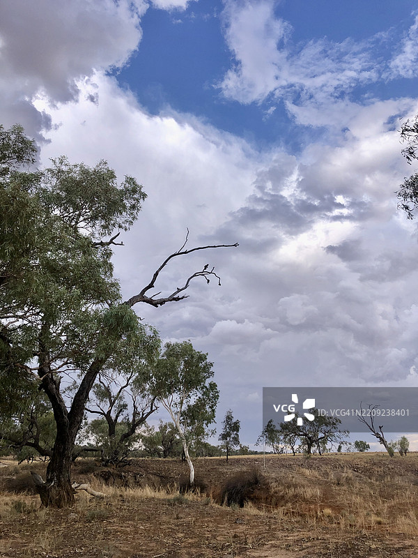 澳大利亚南澳大利亚州伊南敏卡的天空下的田野上的树木图片素材