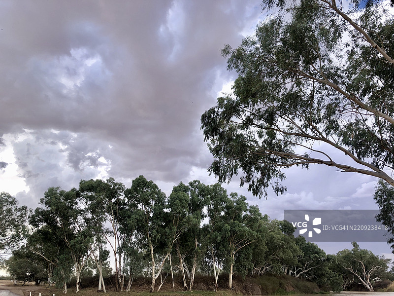 树木与天空，伊南敏卡，南澳大利亚，澳大利亚图片素材