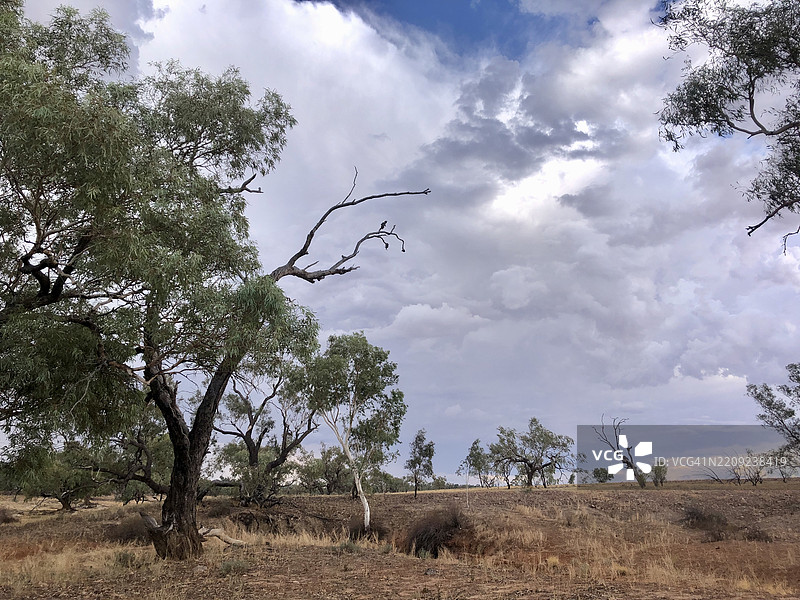 澳大利亚南澳大利亚州伊南敏卡的天空下的田野上的树木图片素材