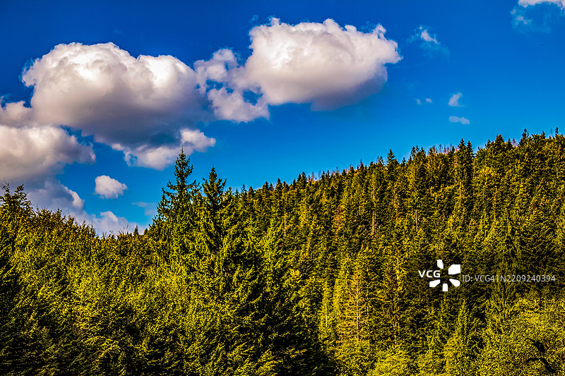 低角度视图的树木与天空相对照图片素材