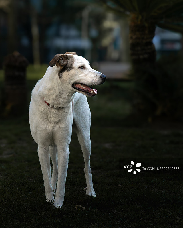 狗在意大利普利亚州乔伊亚·德尔·科莱的田野上特写图片素材