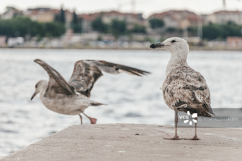 海鸥栖息在挡土墙上的特写镜头图片素材