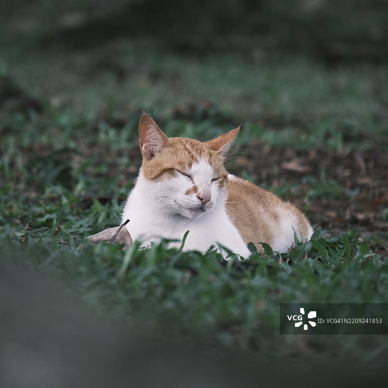 猫在草地上放松的肖像图片素材