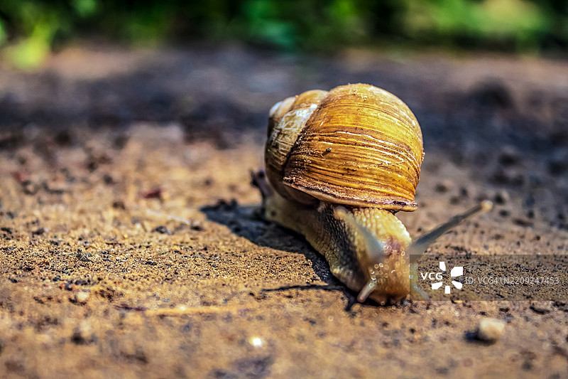 蜗牛特写镜头图片素材