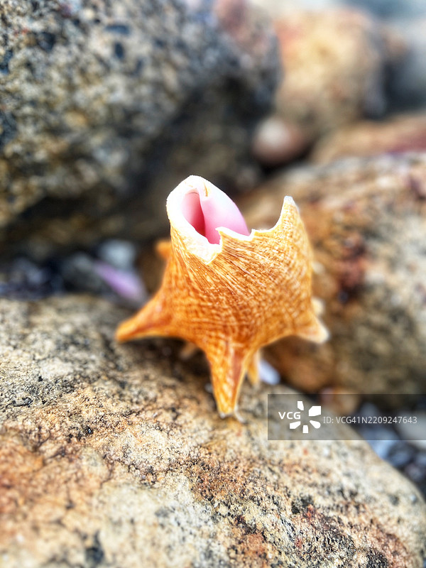橙色花朵特写，位于牙买加特雷劳尼，康沃尔县的岩石上图片素材