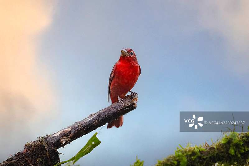 红头歌鸲，夏季歌鸲是一种中等大小的美洲鸣禽。图片素材