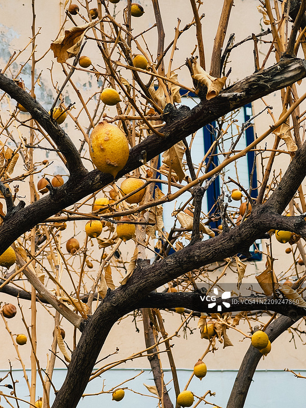 光秃的柠檬树特写，展示了挂在光秃树枝上的成熟黄色柠檬。图片素材