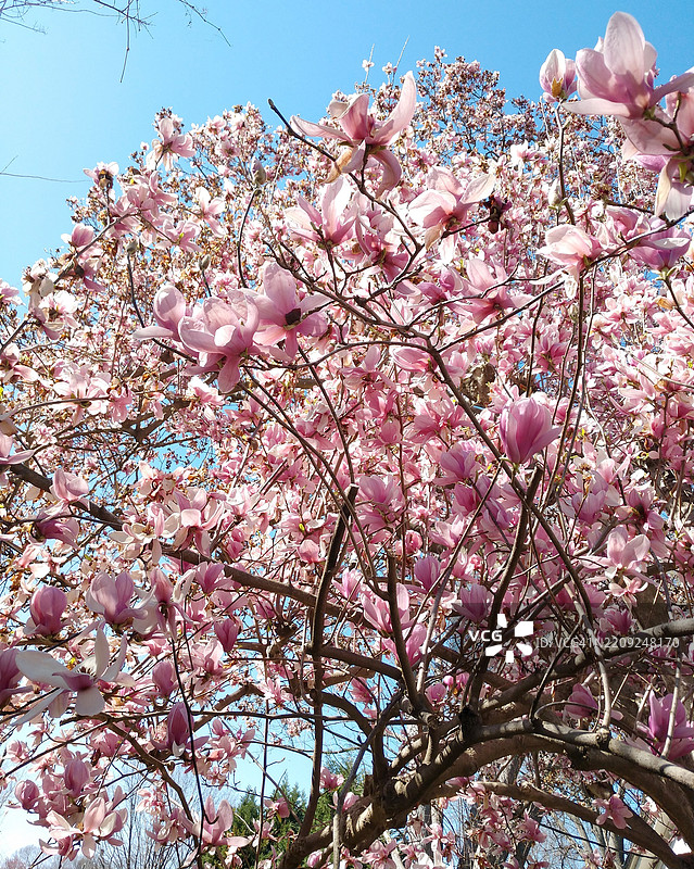 低角度视图的木兰花与天空，北卡罗来纳州夏洛特，美国图片素材