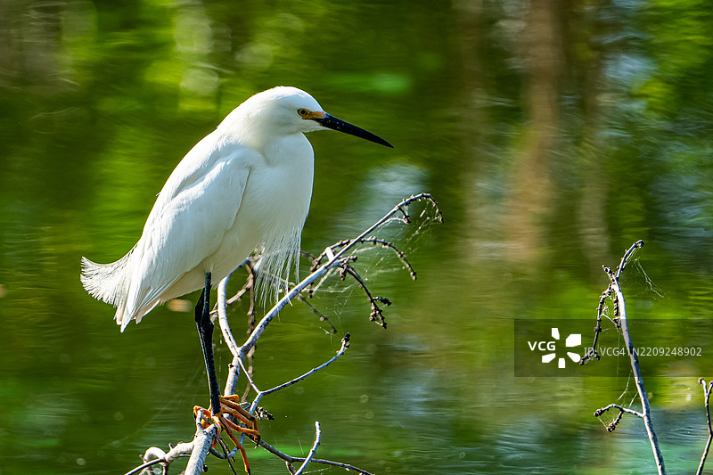 雪白的苍鹭栖息在水面上方的树枝上图片素材