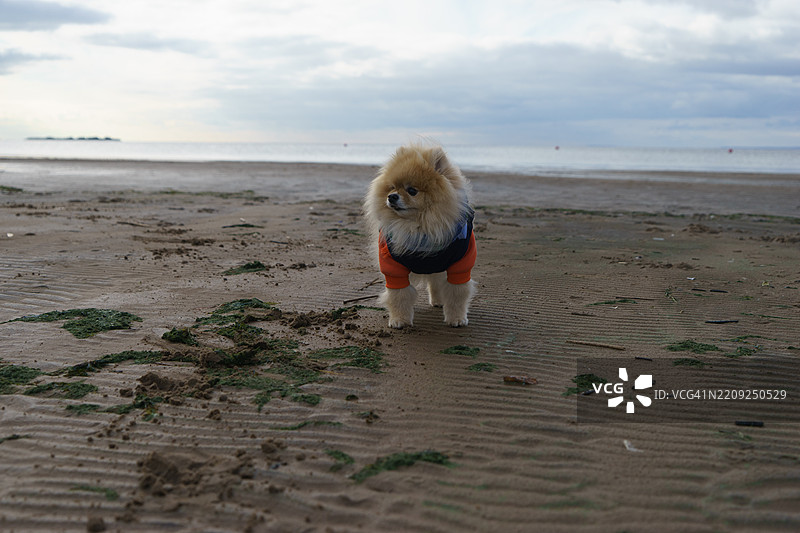 海滩上狗狗的肖像，背景是天空图片素材