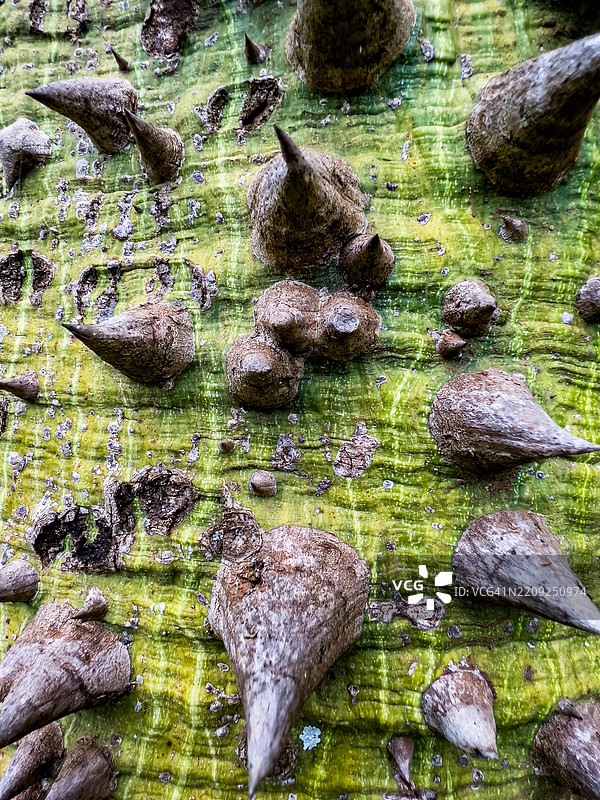 天堂花园婚礼场地 植物 田野 植被 草地 池塘 水坝 基安布县 中央图片素材