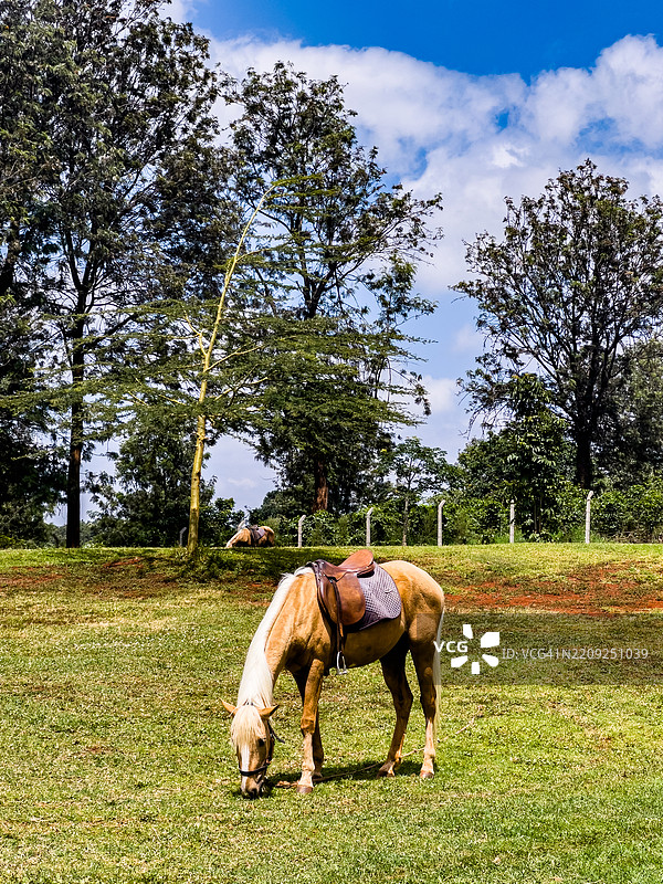 天堂花园婚礼场地 植物 田野 植被 草地 池塘 水坝 基安布县 中央图片素材