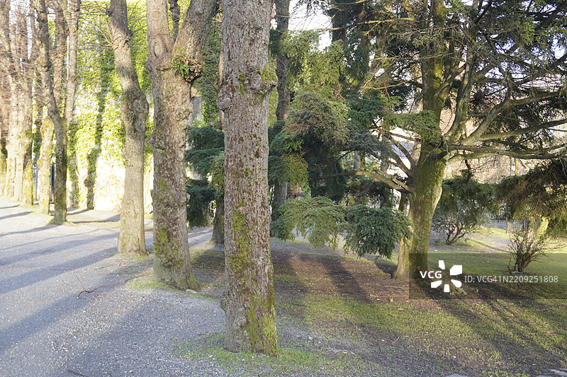 公园里的树木图片素材