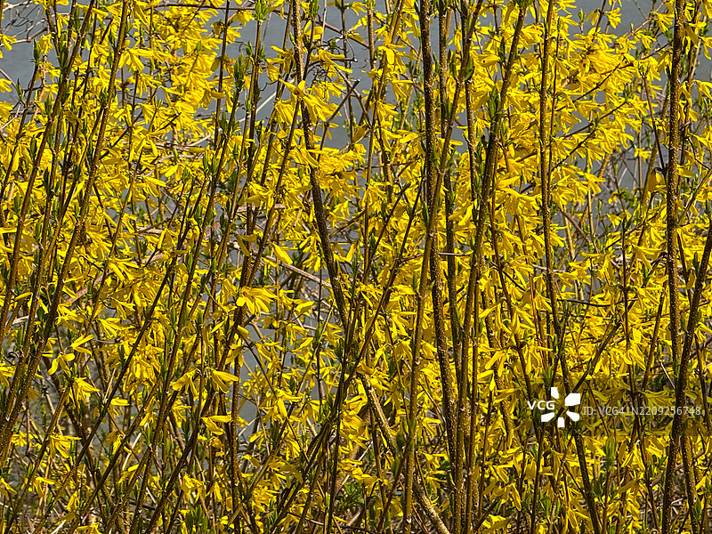 福特李的连翘特写图片素材