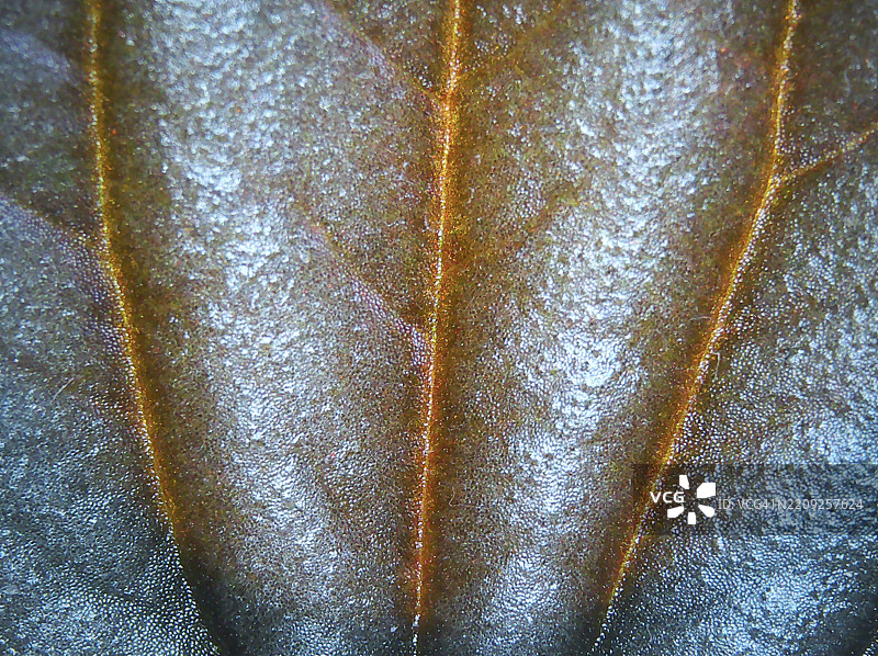 叶子特写图片素材