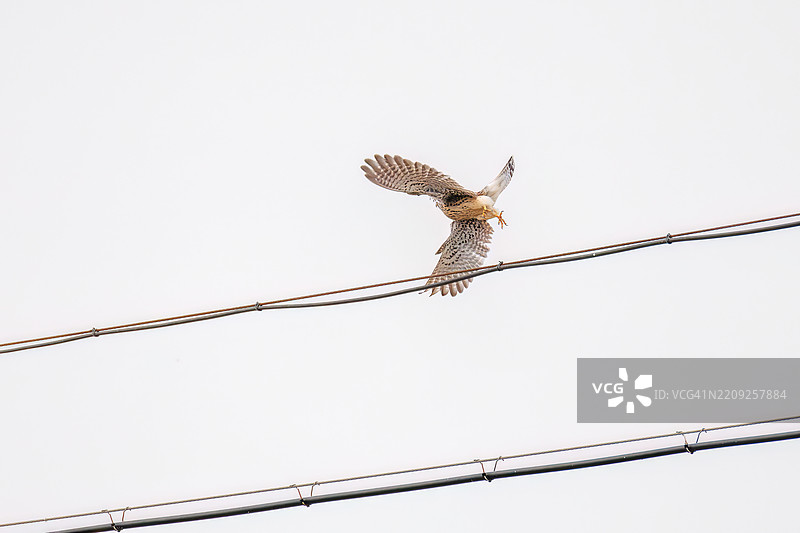 美丽的普通雀鹰(Falco tinnunculus,属于Falco猎鹰科)正在拍打翅膀,飞出去捕猎。日本神奈川县平塚市的冈崎稻田 - 2025图片素材
