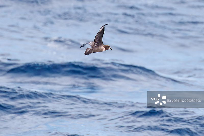 一只美丽的短尾海燕，属于鸻科，在水面上飞翔。图片素材