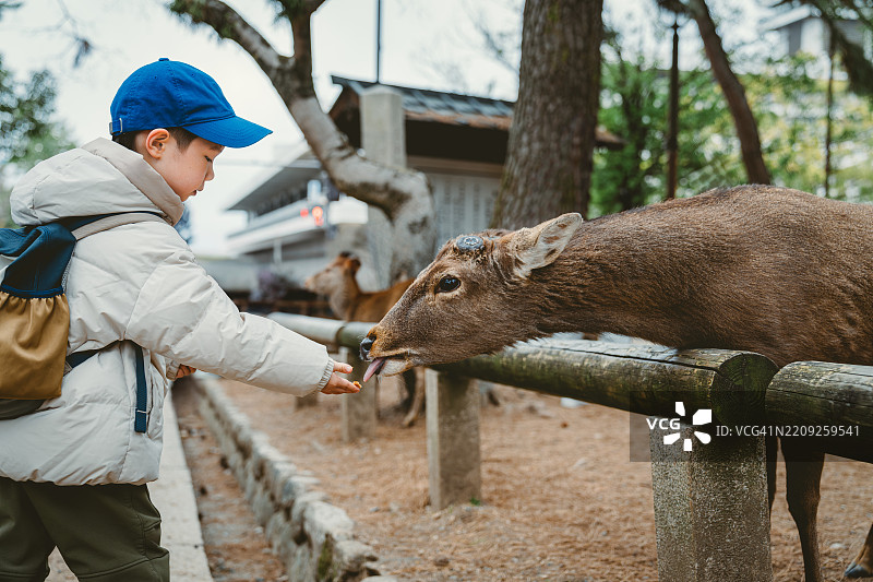 小亚洲男孩在奈良公园喂野鹿图片素材