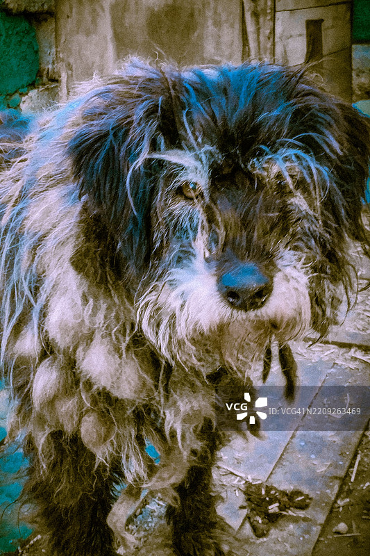 一只狗被锁链拴在街道旁一个家庭院子的亭子上。图片素材