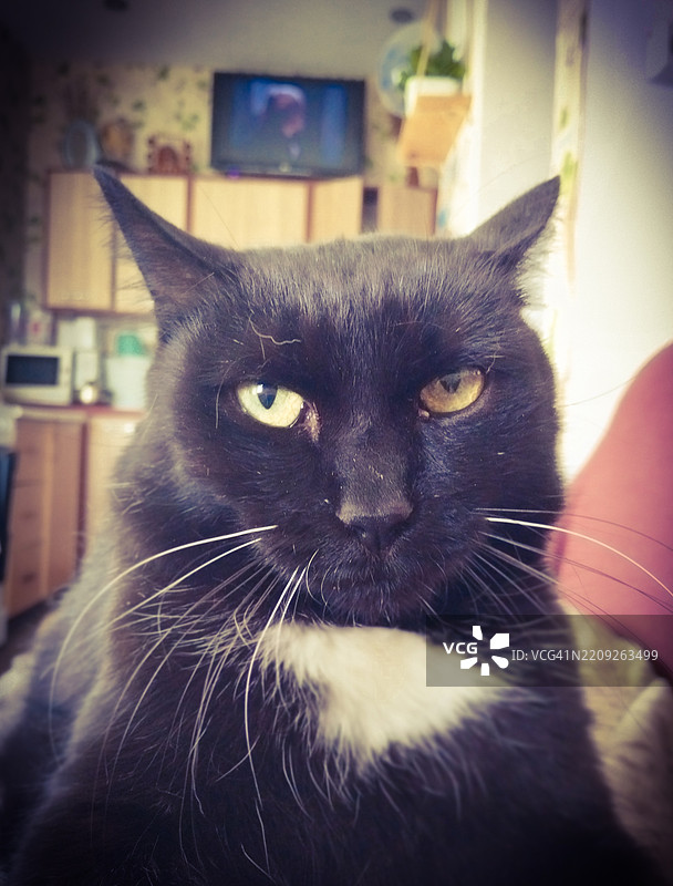 黑猫的正面特写，黄色眼睛。图片素材