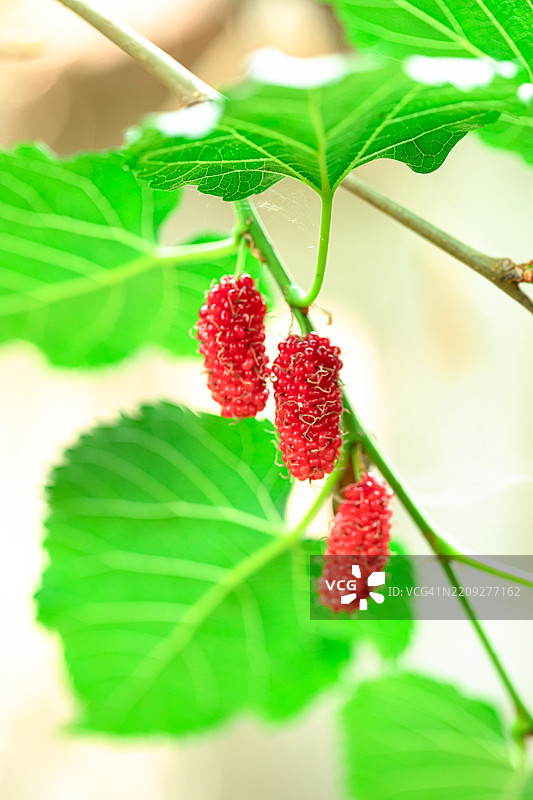 夏季的桑葚果图片素材