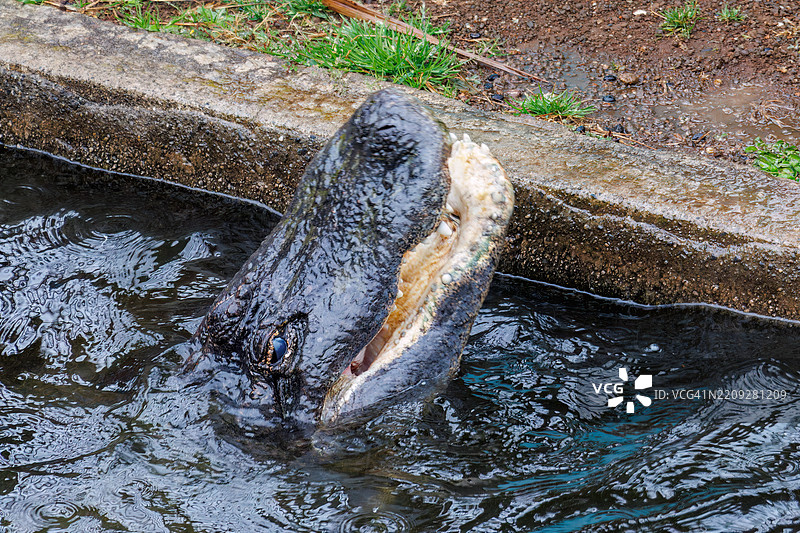 宽鼻凯门鳄（Caiman latirostris，鳄鱼科）整只吞下鸡。图片素材