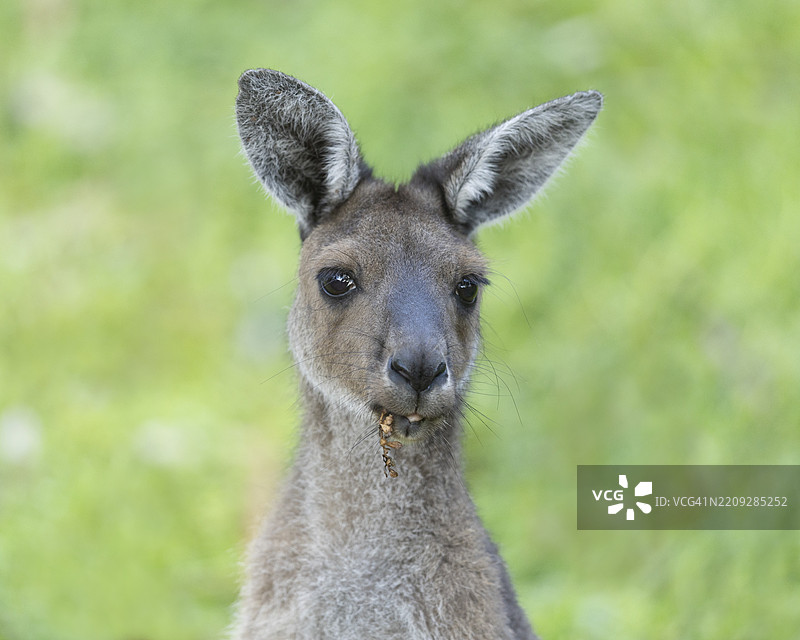 袋鼠在啃食一片叶子图片素材
