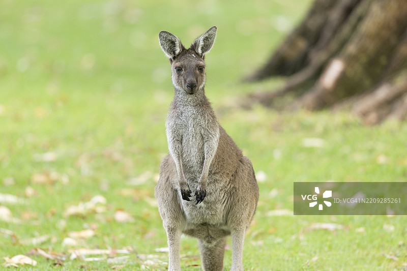 袋鼠图片素材