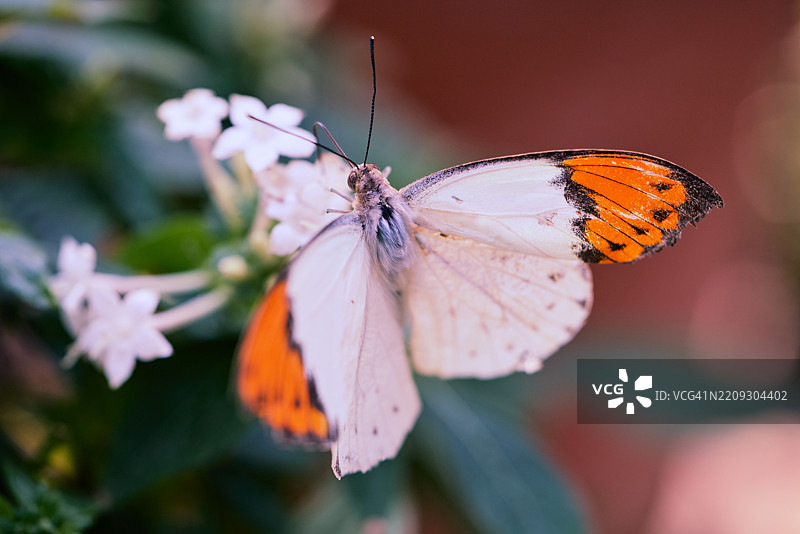 蜜蜂大橙尖蝶图片素材