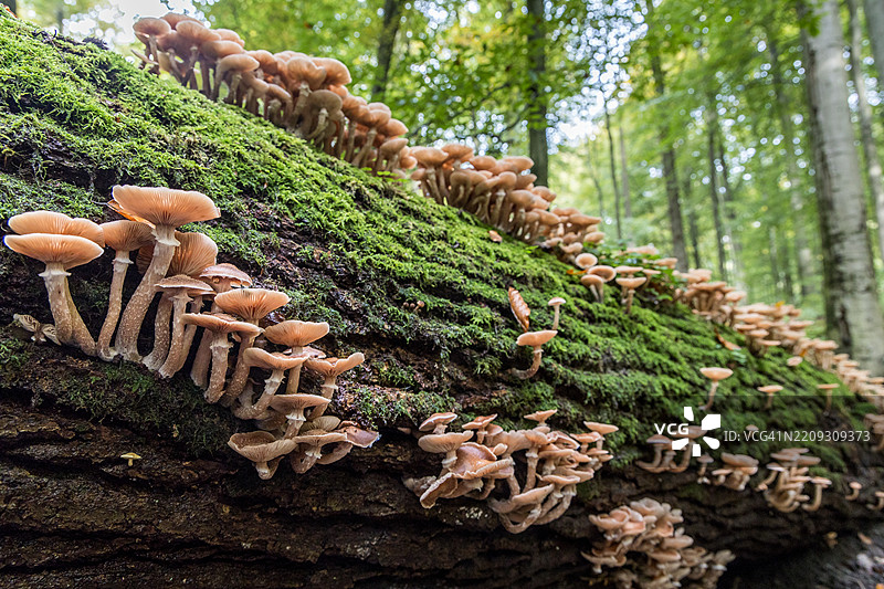 生长在山毛榉树木材上的蜜环菌（Armillaria sp.）图片素材