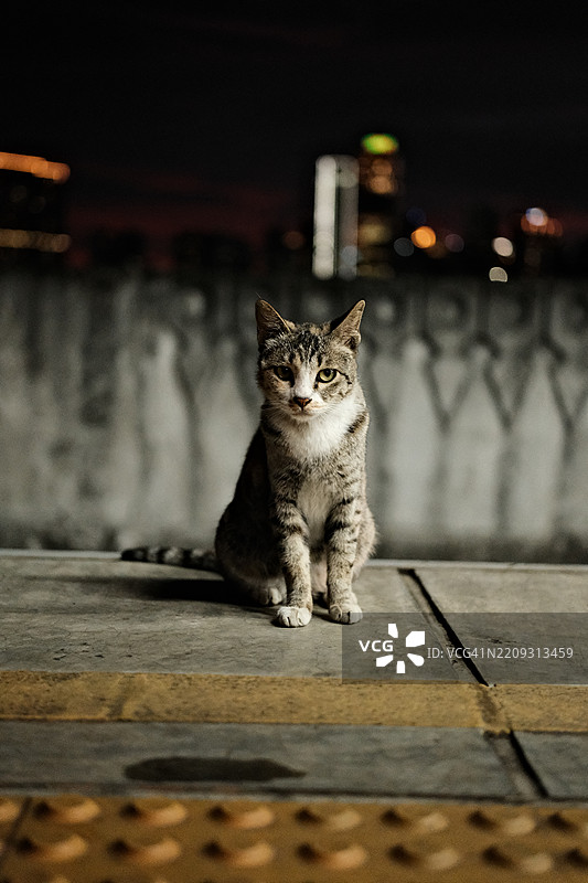 火车站的一只猫特写图片素材