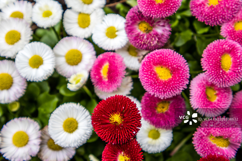 五彩缤纷的英式雏菊（Bellis perennis）花图片素材
