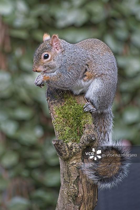 灰松鼠（Sciurus carolinensis）坐在木头上进食图片素材
