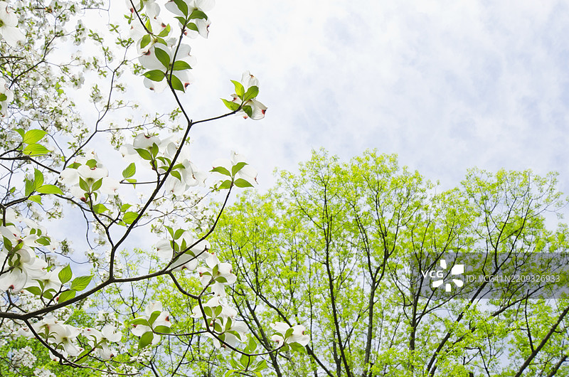 春天里长满新叶和花朵的树木图片素材