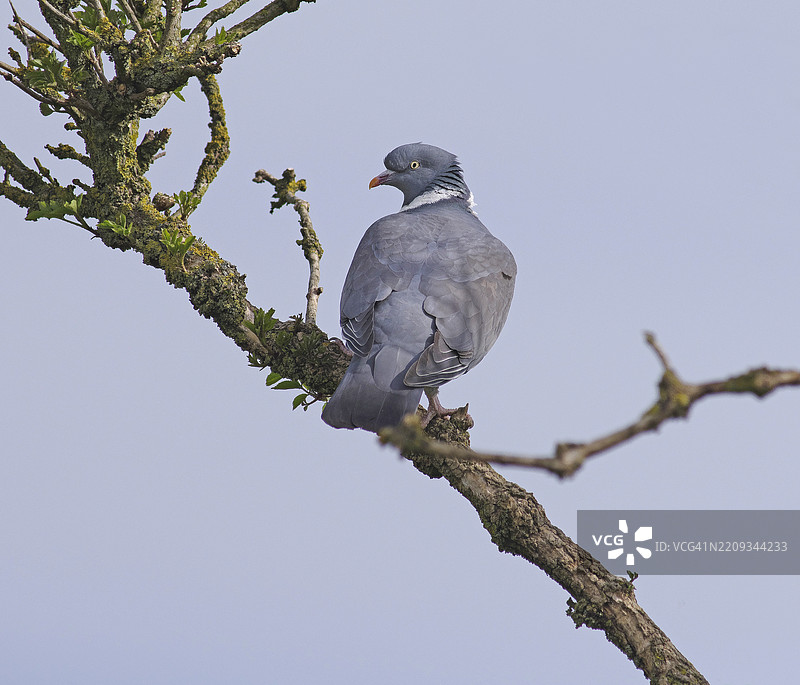 木鸽 [Columba palumbus]图片素材