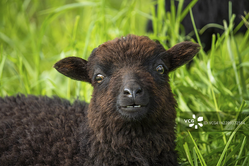 黑色绵羊的肖像。乌埃桑羊（布列塔尼矮小绵羊）。下颌的牙齿可见。搞笑的面部表情。正在吃草。德国图片素材