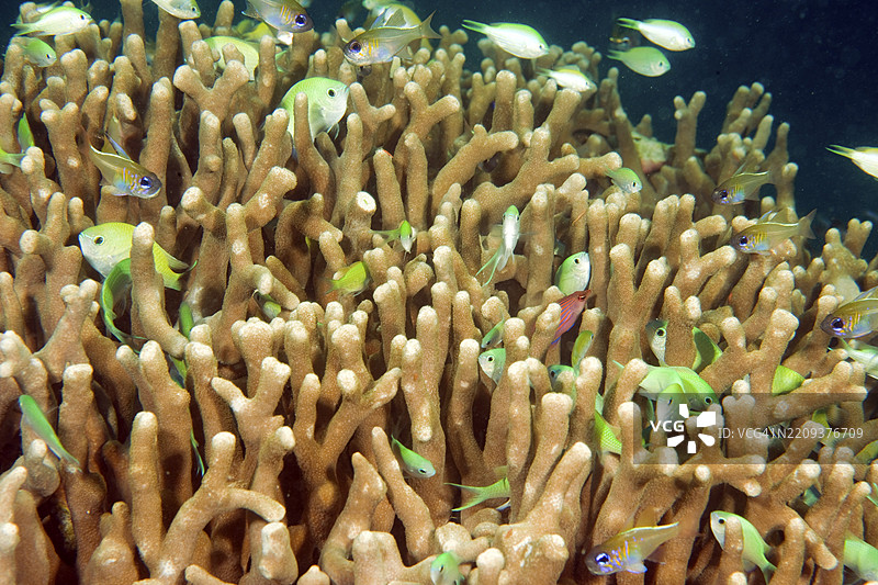 典型的绿小丑鱼(Chromis viridis)在石珊瑚(Acropora)枝条间隐藏的行为,太平洋,雅浦岛,雅浦州,卡罗琳群岛,密克罗尼西亚联邦,澳大利亚, 大洋洲图片素材