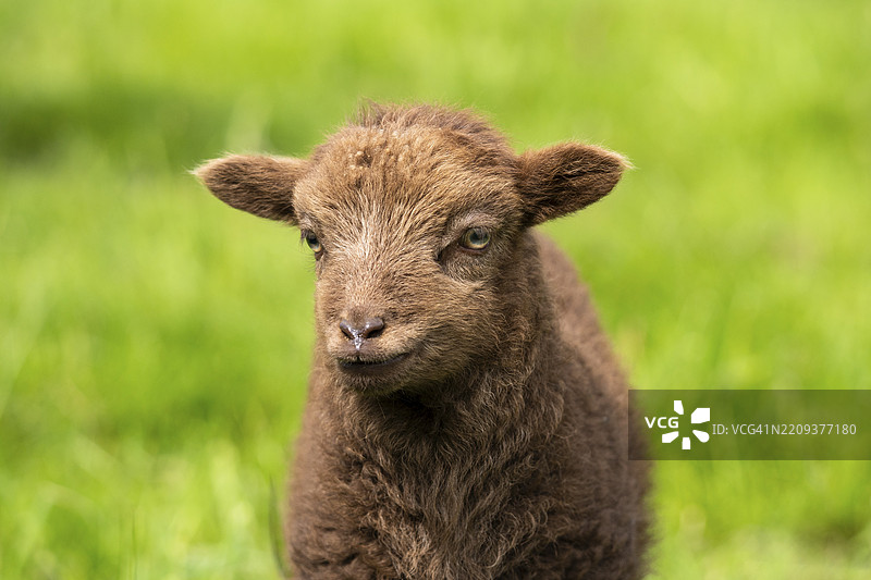 棕色小羊，乌埃桑羊（布列塔尼矮小羊），肖像。正在吃草。德国图片素材
