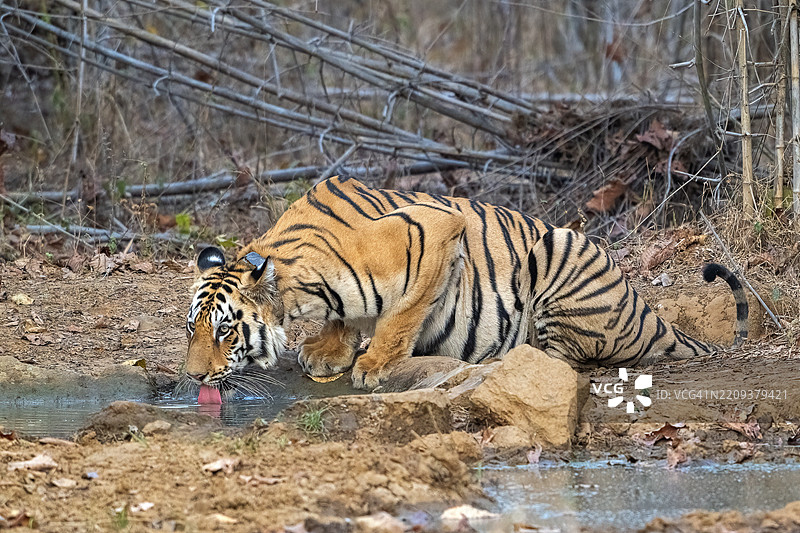 老虎（美洲虎），孟加拉虎或印度虎，大型猫科动物（豹亚科），食肉动物（食肉目），极度濒危，GPS追踪项圈，在水坑饮水，塔多巴国家公园，虎保护区，马哈拉施特拉邦，昌德拉普尔，印度，亚洲图片素材