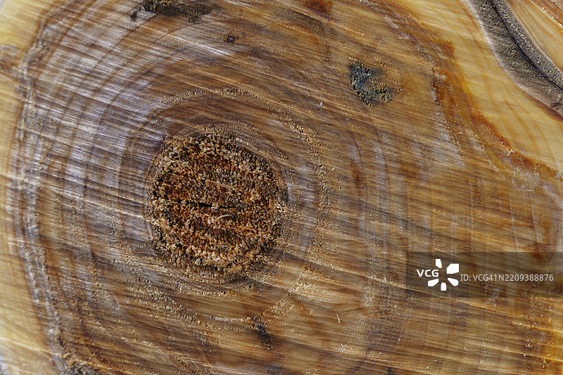 光滑的棕色树桩横截面切片，带有年轮，刚从森林中砍伐，展现木纹。图片素材