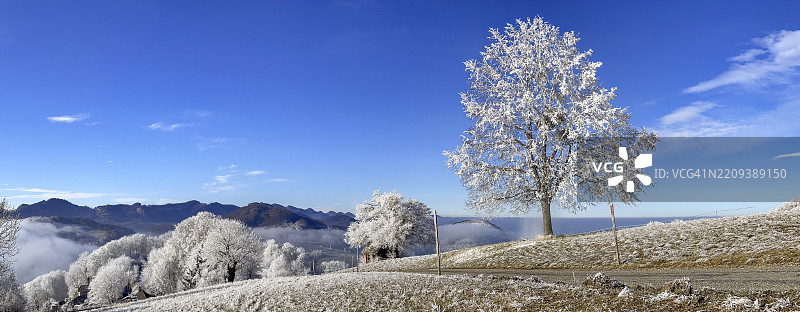 孤树上的霜冻融化，冬季的椴树，维森，索洛图恩，瑞士，欧洲图片素材