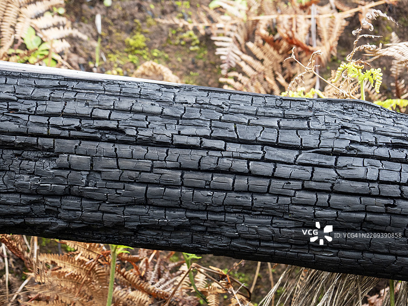 在马德拉的庞塔杜帕尔戈，一棵被森林大火烧毁的树。图片素材