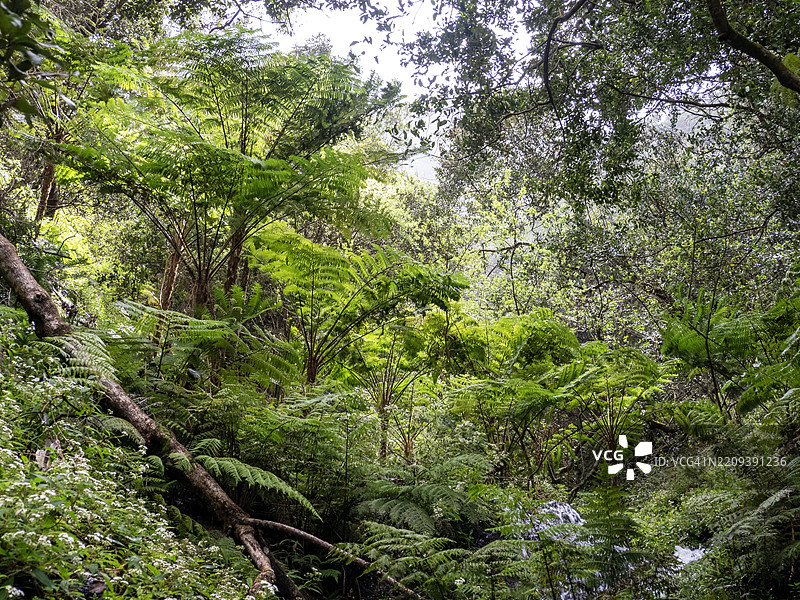 马德拉岛的圣罗克河峡谷中的树蕨。图片素材